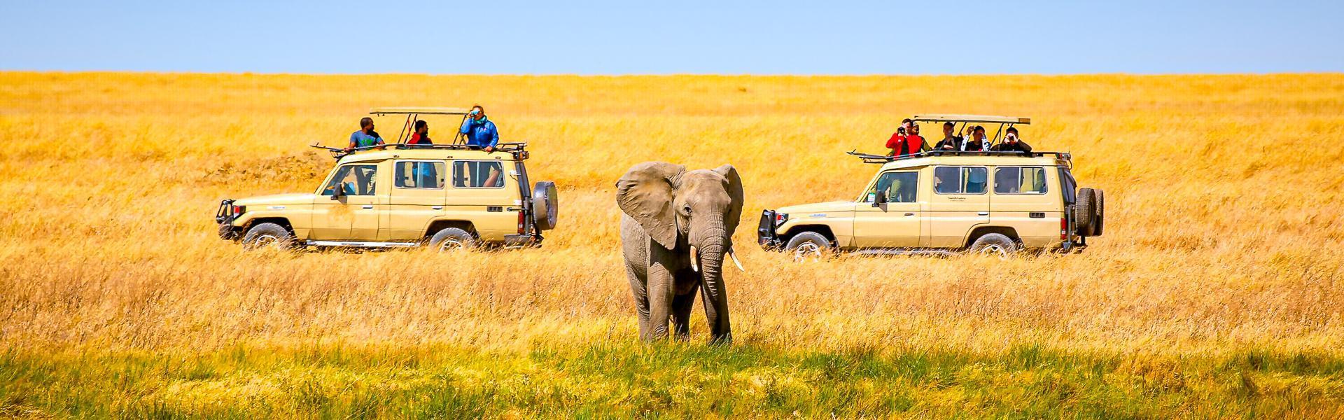 Jeep-Safari mit Elefant |  Jen Pollack Bianco, EyeEm / Chamleon