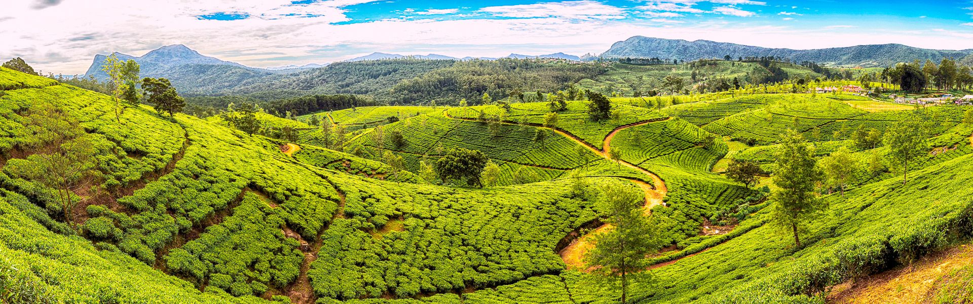 Riesige Teeplantage in Sri Lanka |  fmajor, iStockphoto.com / Chamleon