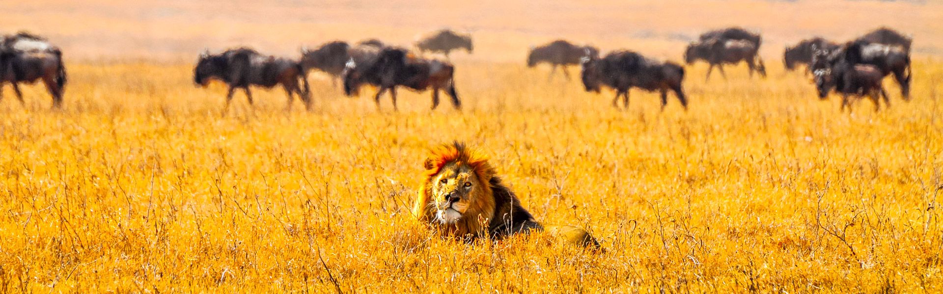 L?we und Gnus im Ngorongoro-Krater |  iStockphoto.com / Chamleon