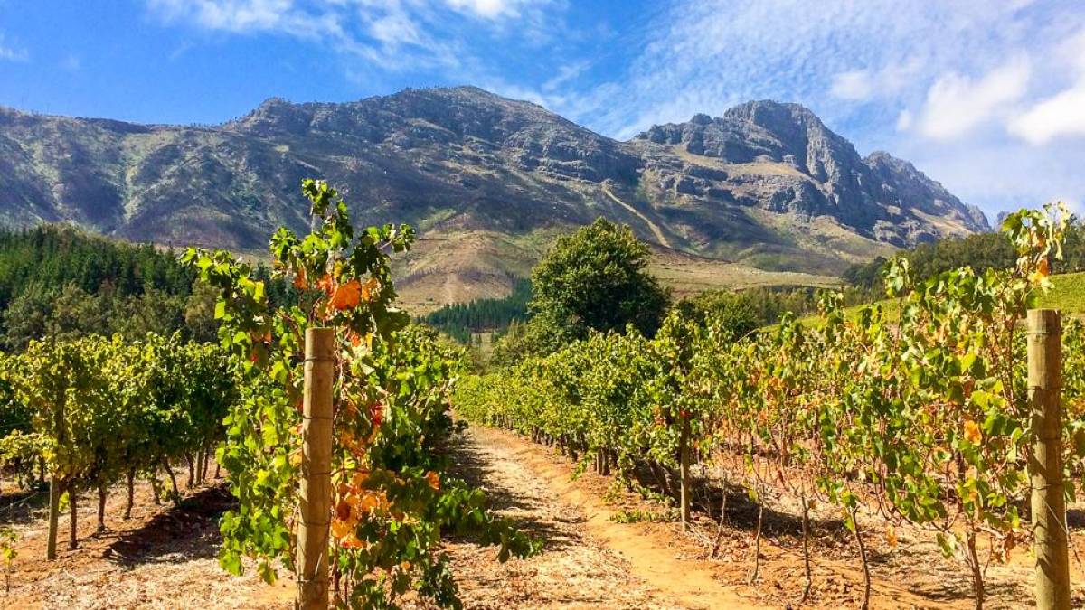 Weinberge in Stellenbosch | © Ubi Stohr / Chamäleon Weinberge in Stellenbosch | © Ubi Stohr / Chamäleon