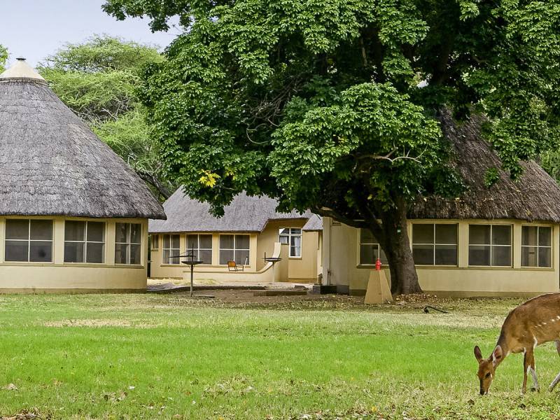 Letaba Rest Camp |  Letaba Rest Camp / Chamleon