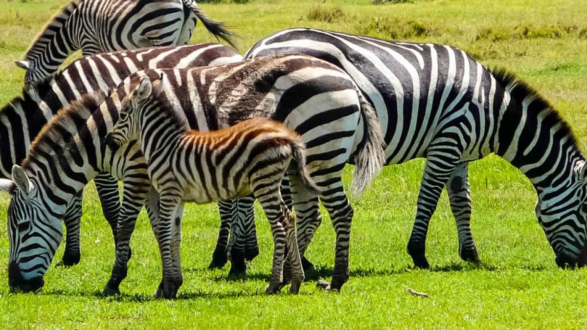Zebrafamilie | © Chamäleon Zebrafamilie | © Chamäleon