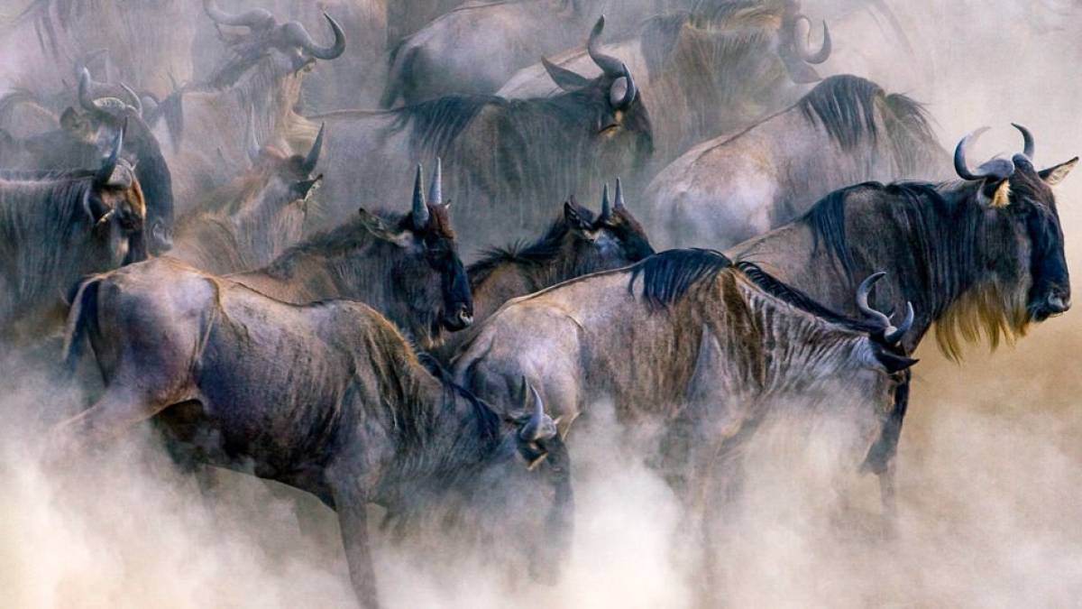 Gnu-Herde | © blacksnapper, iStockphoto / Chamäleon Gnu-Herde | © blacksnapper, iStockphoto / Chamäleon