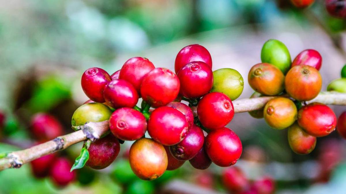 Reife Beeren an einer Kaffeepflanze | © OGphoto, iStockphoto.com / Chamäleon Reife Beeren an einer Kaffeepflanze | © OGphoto, iStockphoto.com / Chamäleon