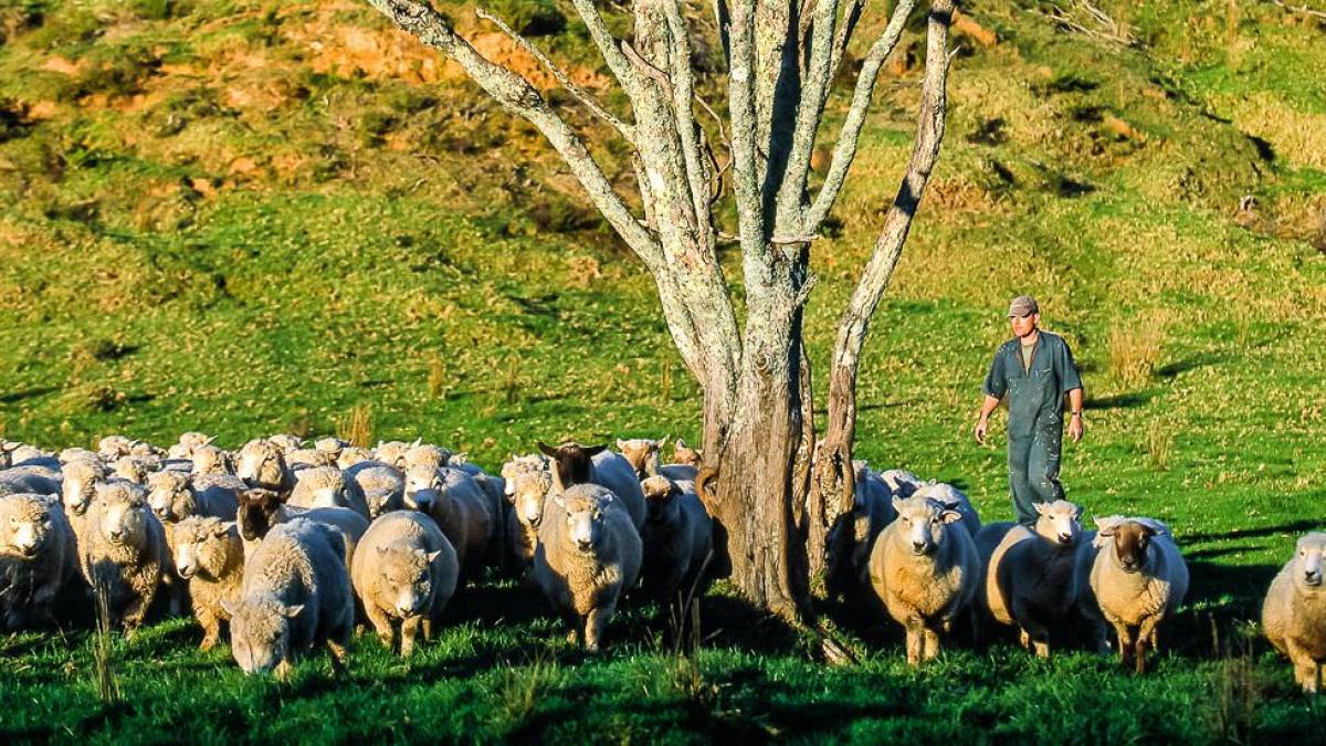Farmer treibt seine Schafe |  Dirk Bleyer / Chamleon