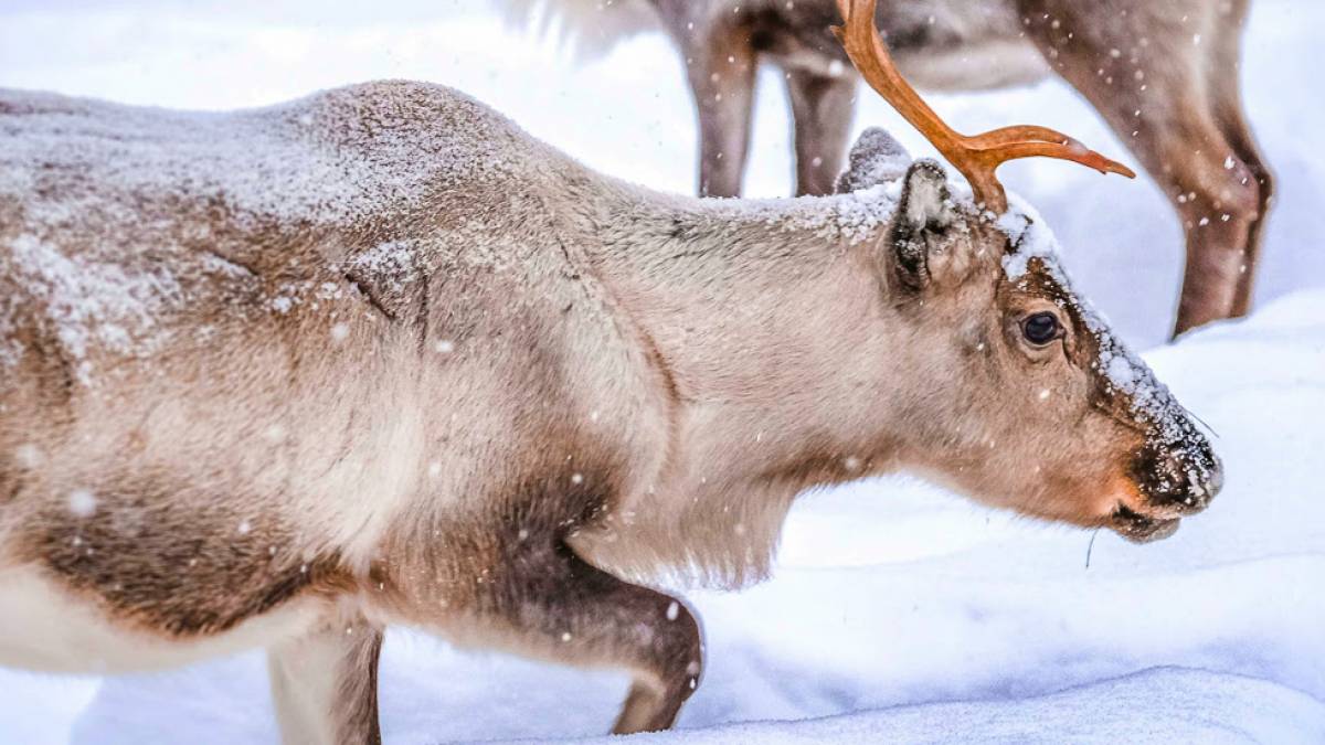 Rentiere im Schnee | © Francesco Ungaro, Pexels / Chamäleon Rentiere im Schnee | © Francesco Ungaro, Pexels / Chamäleon