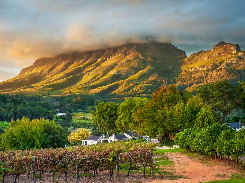 Alluvia Boutique Winery  |  Lauren Macdonald, Alluvia Boutique Winery / Chamleon