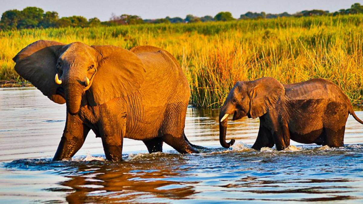 Elefantenfamilie im Chobe-Nationalpark | © Alexandra Peyer, Sunway Safaris / Chamäleon Elefantenfamilie im Chobe-Nationalpark | © Alexandra Peyer, Sunway Safaris / Chamäleon