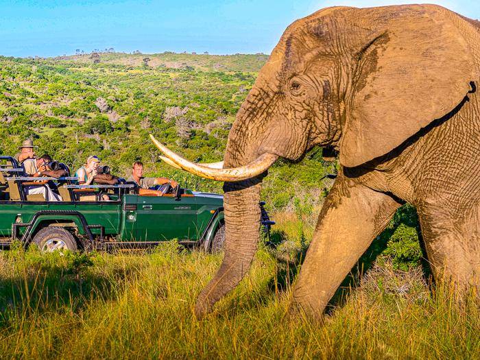 Safari-Begegnung |  Kariega River Lodge / Chamleon