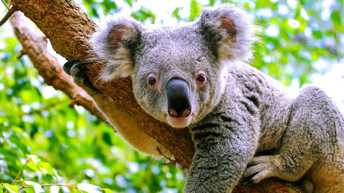Koala auf einem Ast | © Renate Micallef, iStockphoto.com / Chamäleon Koala auf einem Ast | © Renate Micallef, iStockphoto.com / Chamäleon