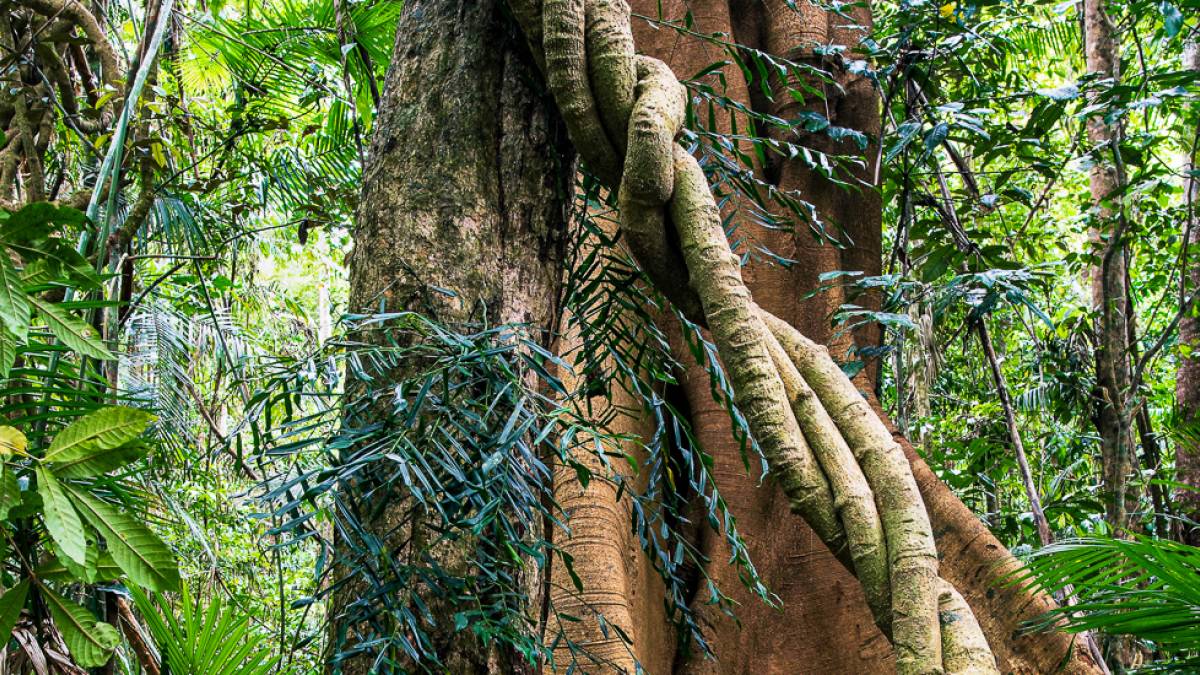 Cathedral Fig Tree Walk | © David Clode, Unsplash / Chamäleon Cathedral Fig Tree Walk | © David Clode, Unsplash / Chamäleon