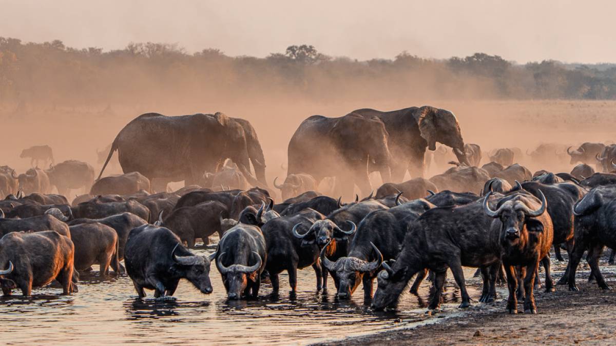 Hwange Nationalpark | © Amalinda Lodge / Chamäleon Hwange Nationalpark | © Amalinda Lodge / Chamäleon