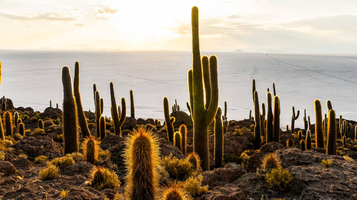 Incahuasi Fischinsel | © Mark Kuiper, Unsplash / Chamäleon Incahuasi Fischinsel | © Mark Kuiper, Unsplash / Chamäleon