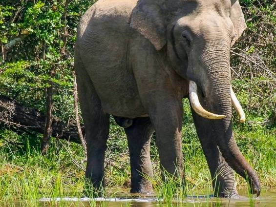 Vorsichtiges Elefantenbad |  Udaya Wijesoma / Chamleon
