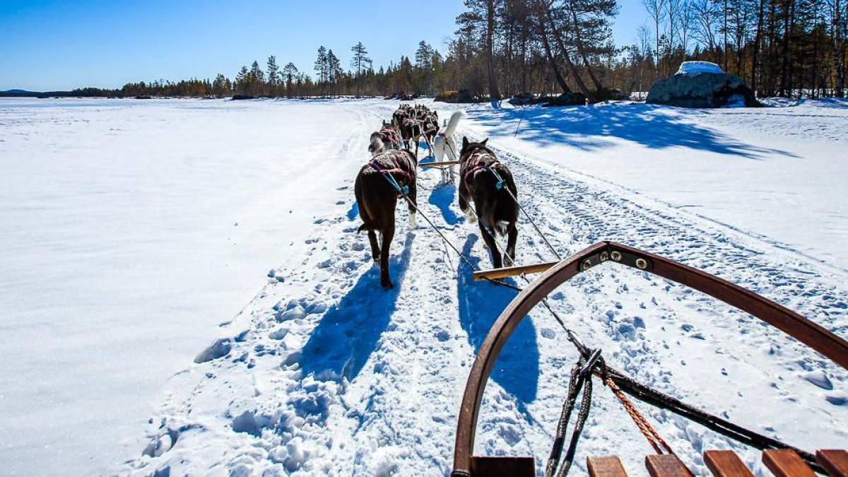 Husky-Schlittenfahrt in Lappland | © Best Of Scandinavia Incoming / Chamäleon Husky-Schlittenfahrt in Lappland | © Best Of Scandinavia Incoming / Chamäleon